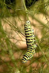 Swallowtail catepillar (Papilio machaon) on fennel in Swiss cottage garden