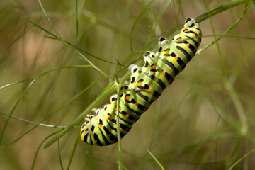 Swallowtail catepillar (Papilio machaon) on fennel in Swiss cottage garden