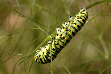 Swallowtail catepillar (Papilio machaon) on fennel in Swiss cottage garden