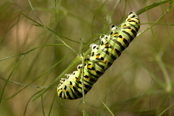 Swallowtail catepillar (Papilio machaon) on fennel in Swiss cottage garden