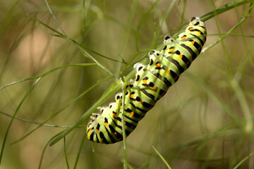 Swallowtail catepillar (Papilio machaon) on fennel in Swiss cottage garden