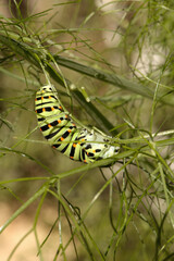 Swallowtail catepillar (Papilio machaon) on fennel in Swiss cottage garden