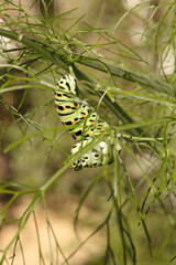 Swallowtail catepillar (Papilio machaon) on fennel in Swiss cottage garden