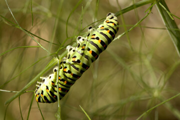 Swallowtail catepillar (Papilio machaon) on fennel in Swiss cottage garden
