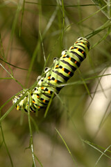 Swallowtail catepillar (Papilio machaon) on fennel in Swiss cottage garden