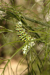 Swallowtail catepillar (Papilio machaon) on fennel in Swiss cottage garden