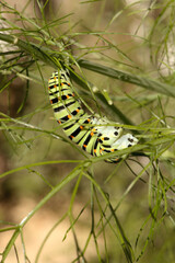Swallowtail catepillar (Papilio machaon) on fennel in Swiss cottage garden