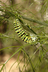 Swallowtail catepillar (Papilio machaon) on fennel in Swiss cottage garden