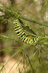 Swallowtail catepillar (Papilio machaon) on fennel in Swiss cottage garden