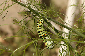 Swallowtail catepillar (Papilio machaon) on fennel in Swiss cottage garden