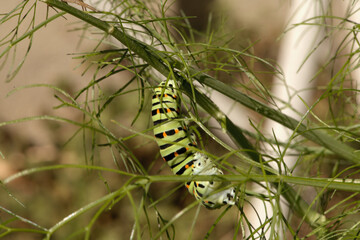 Swallowtail catepillar (Papilio machaon) on fennel in Swiss cottage garden