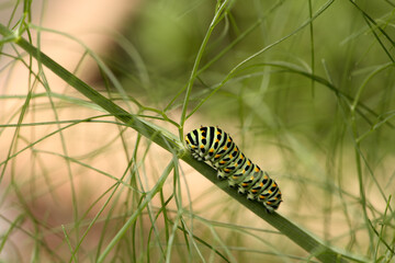Swallowtail catepillar (Papilio machaon) on fennel in Swiss cottage garden