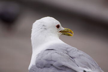 close up of a seagull