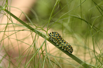 Swallowtail catepillar (Papilio machaon) on fennel in Swiss cottage garden