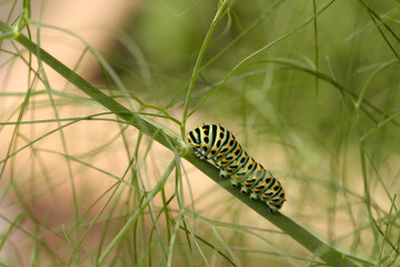 Swallowtail catepillar (Papilio machaon) on fennel in Swiss cottage garden