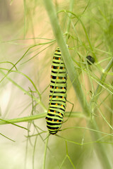 Swallowtail catepillar (Papilio machaon) on fennel in Swiss cottage garden