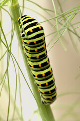 Swallowtail catepillar (Papilio machaon) on fennel in Swiss cottage garden