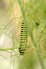 Swallowtail catepillar (Papilio machaon) on fennel in Swiss cottage garden