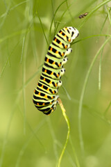 Swallowtail catepillar (Papilio machaon) on fennel in Swiss cottage garden