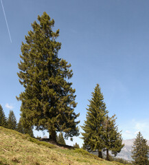 Ancient, lichen-encrusted pine on Flumserberg, Swiss Alp