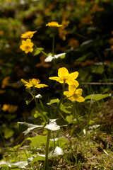 Marsh marigolds (Caltha palustris) on Schönhalden in the Swiss Alps