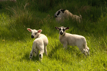 Spring lambs in Somerset meadow