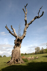 Blasted Oak in a Somerset meadow