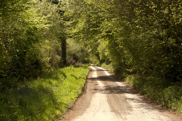 Obraz premium Leafy Spring lane in the Somerset countryside near Chard