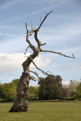 Blasted Oak in a Somerset meadow