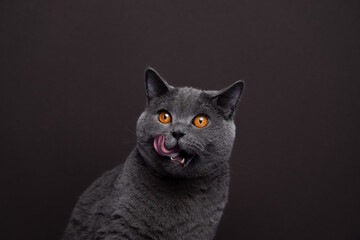 Close-up shot of a hungry British Shorthair cat delicately licking its whiskers while gazing to the...