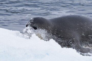 Weddell Seal in Antarctica with Snow Covered Face
