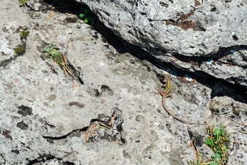 green lizard on a large gray stone with green grass