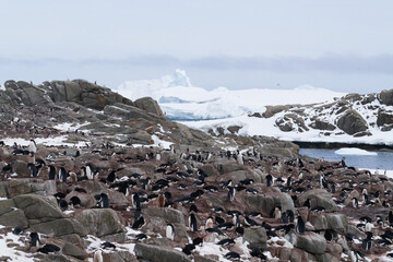 Adélie penguin colony - Red Rock Ridge, Antarctica