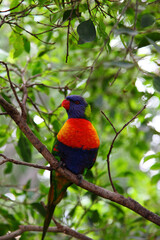 multicolored lorikeet female sitting on tree branches