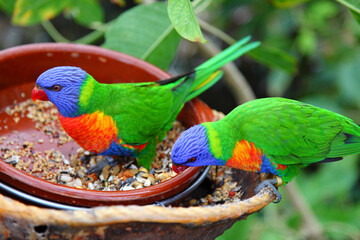 Two budgerigars eat plant seeds from a feeder