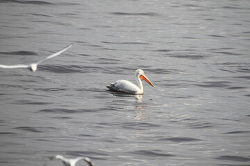 white pelican