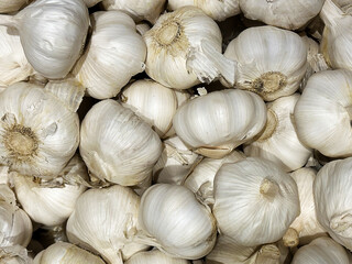Texture with many white garlic bulbs. Food and vegetables background patterns