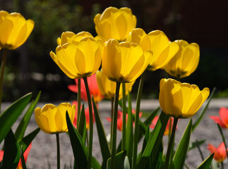 Obraz premium A yellow tulips flowering in the garden in sunny day. Springtime.