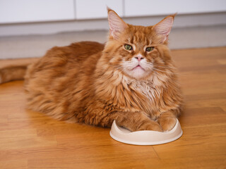 A Ginger maine coon cat sitting with his paws in his food bowl waiting for food on domestic kitchen.