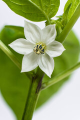 Obraz premium Growing peppers from seeds. Step 9 - first flowers, blossoms