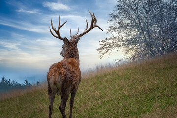 Einsamer Hirsch am Waldrand