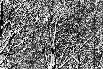 drzewa, gałęzie, zimą, czarno - białe, przyroda