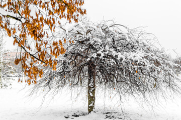 drzewa, gałęzie, zimą, czarno - białe, przyroda