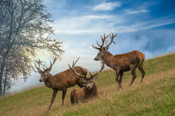 Drei Hirsche am äsen Waldrand