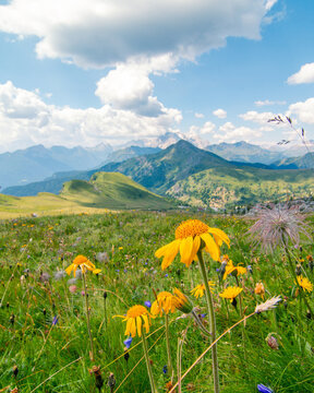 Typical landscape of the alps with beautiful yellow flower in vast green meadows and a nice sunny day with blue sky and mountains in the background. Italian Alps, Dolomites, Italy, Europe.