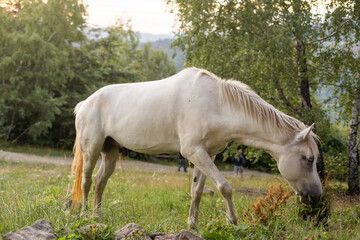Naklejka na ściany i meble Domestic Horse Grazing in the Meadow