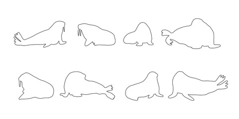 Cute walrus line silhouette on a white background. Vector hand drawn kids illustration. Sea ocean. Underwater world