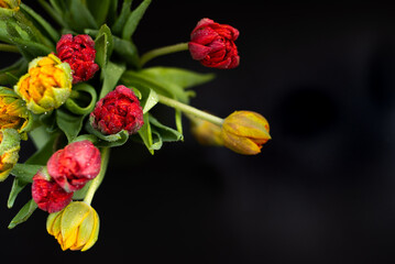 Beautiful terry red and yellow tulips in drops of water on a black background
