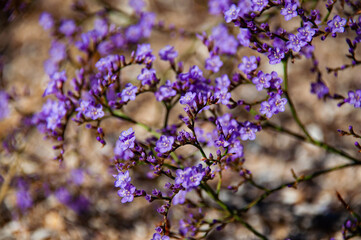 Obraz premium Plant with small purple close-ups. Sea lavender limonium insignis