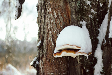 The red banded polypore growing on a tree covered with snow 
